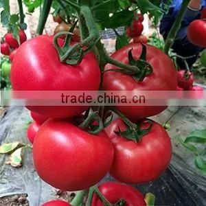 2016 Hybrid High yield disease-resistant Tomato seeds for growing- Tian Bao 338