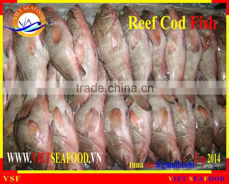 FROZEN REEF COD FISH W/R
