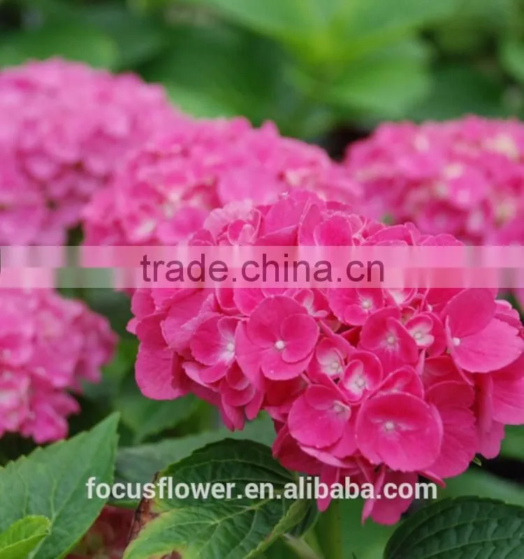 Grade A Variety Colors Cut Fresh Gerbera Flower From Kunming