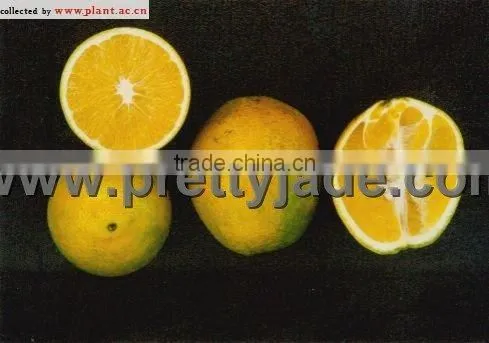 Baby Mandarin Orange