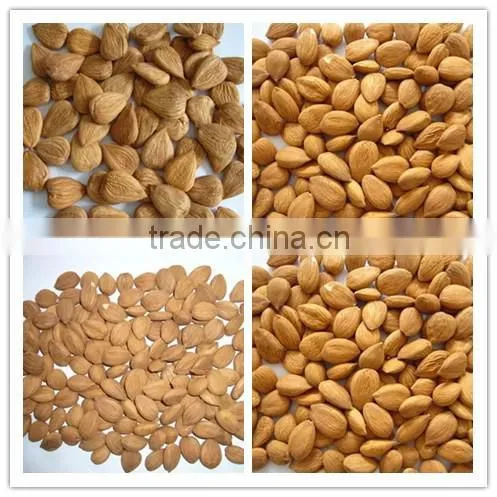 Supply Sweet Apricot kernels with 8% bitter