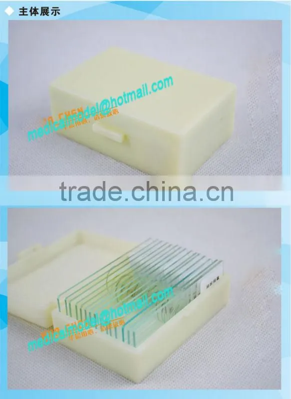 Zoology different slides set of 25 slides