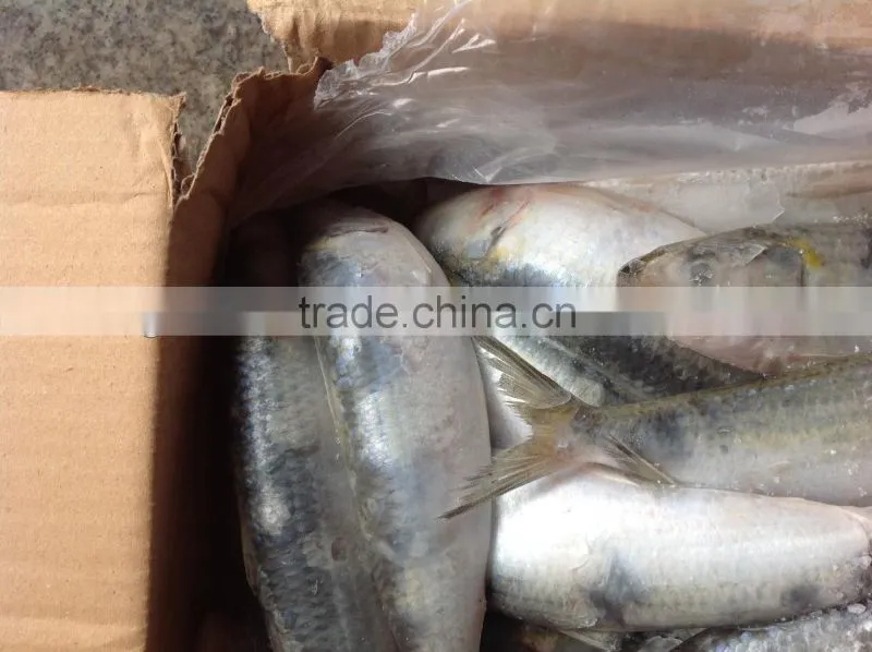 Frozen food WR sardine fish 8-10pcs/kg for canning