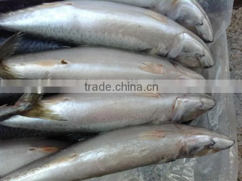 Grade A WR frozen mackerel 300-400g.