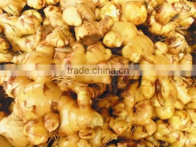 Supply FRESH GINGER (Call: +841687264621 or Skype: anda.ty)