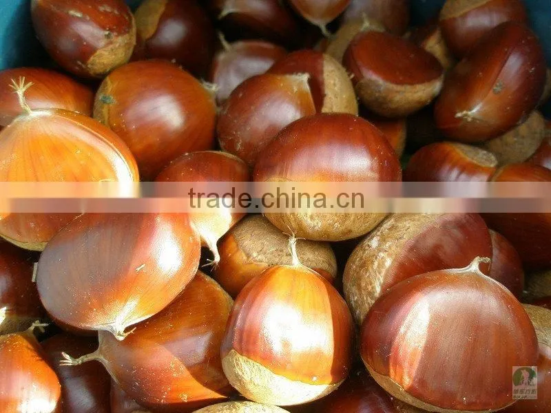 wholesale chestnut price 2012