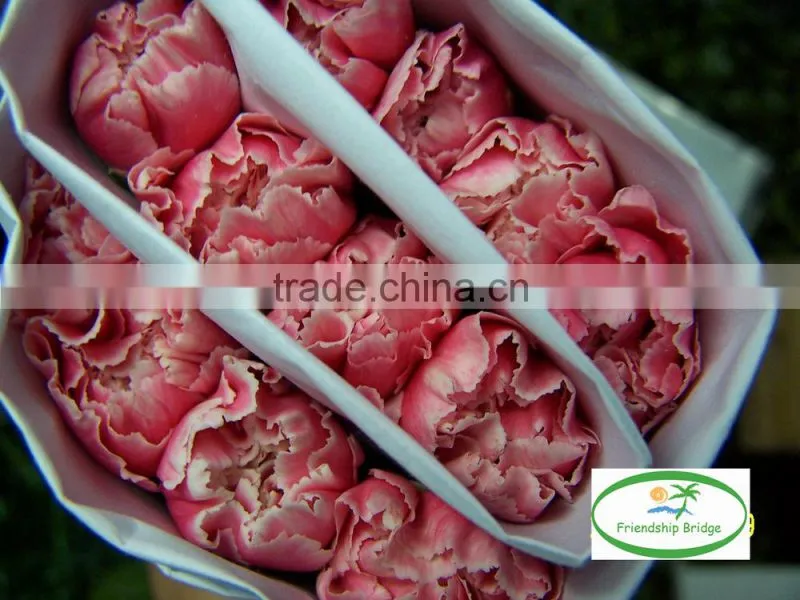 Fresh cut muticolor carnation flower