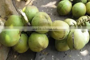 600pcs per hour electric green coconut trimming machine