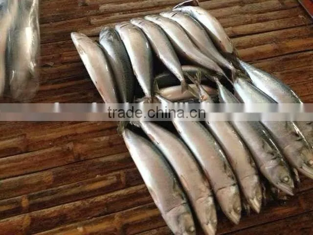 Frozen FIsh Mackerel Fish