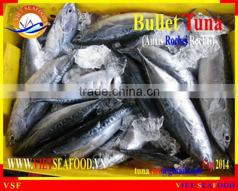 FROZEN W/R BULLET TUNA