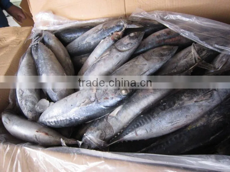 frozen bonito