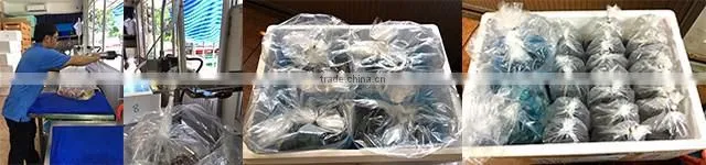 Exporter wholesale ornamental live tropical aquarium fish from Thailand