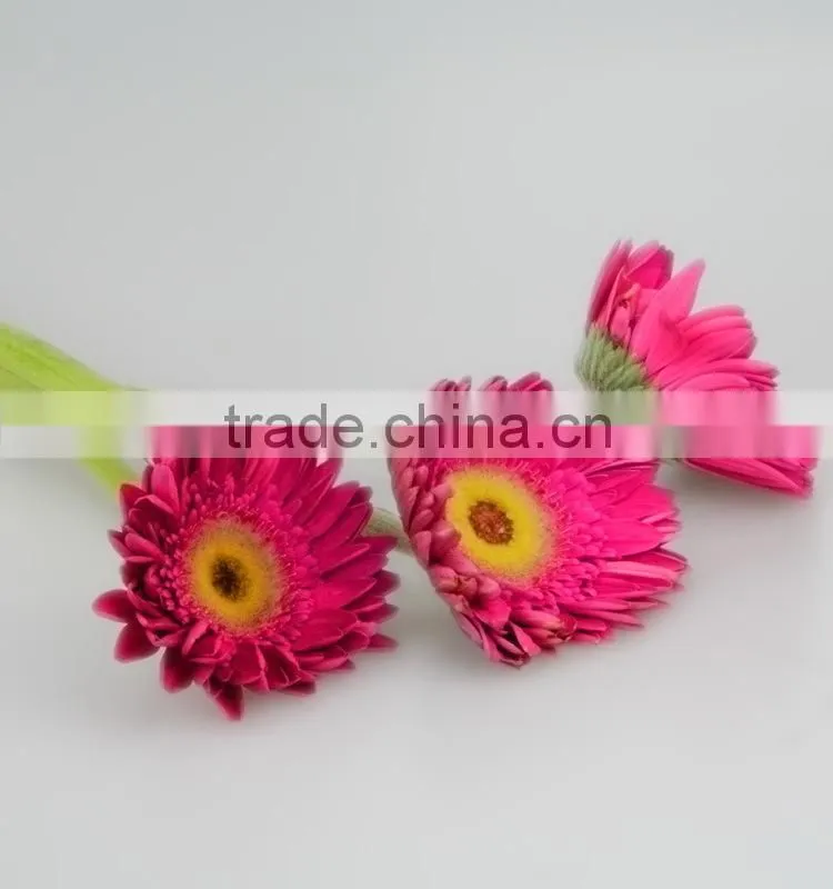 Bottom price Purple Petal fragrant aroma fresh flowers gerberas