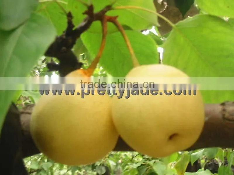 Chinese sweet Ya pear