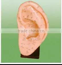 acupuncture foot model