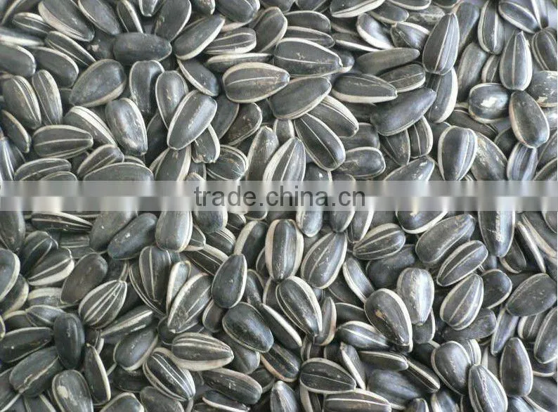 Sunflower Seeds 5135