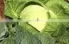 Organic fresh cabbages