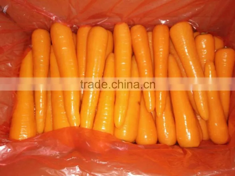 fresh carrot