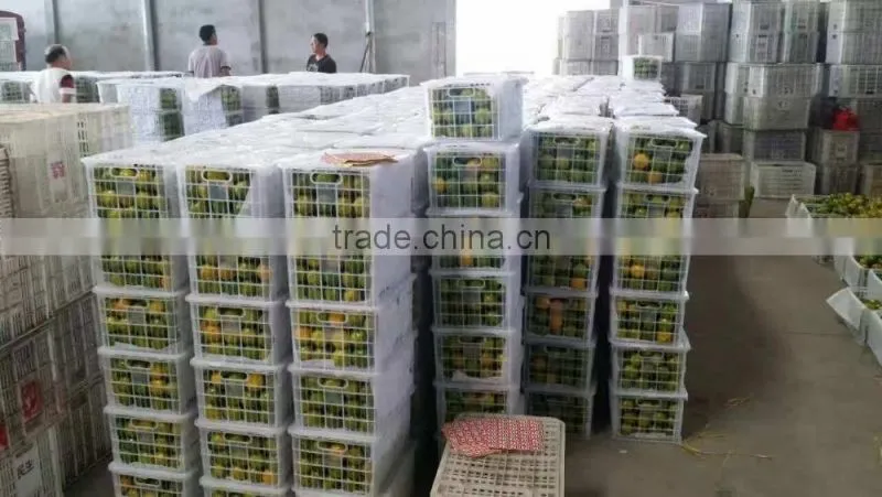 fresh mandarin oranges in 2016 new crop sweet for sale 9kg/box