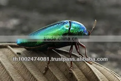 beetle wing jewelry component