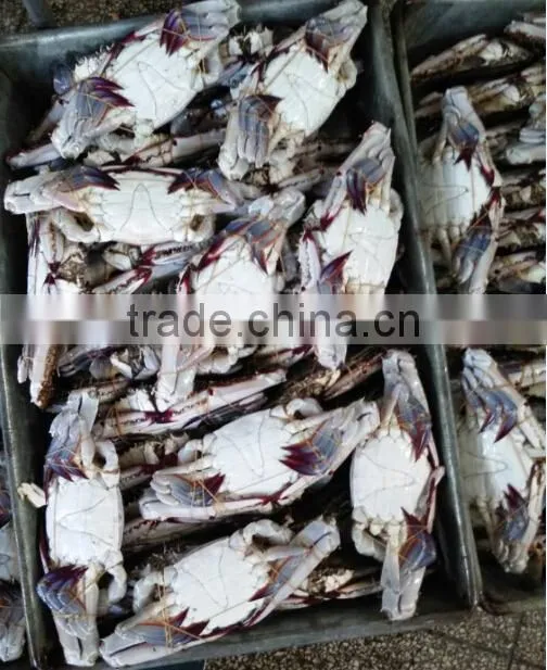 Frozen Whole Blue Swimming Crab