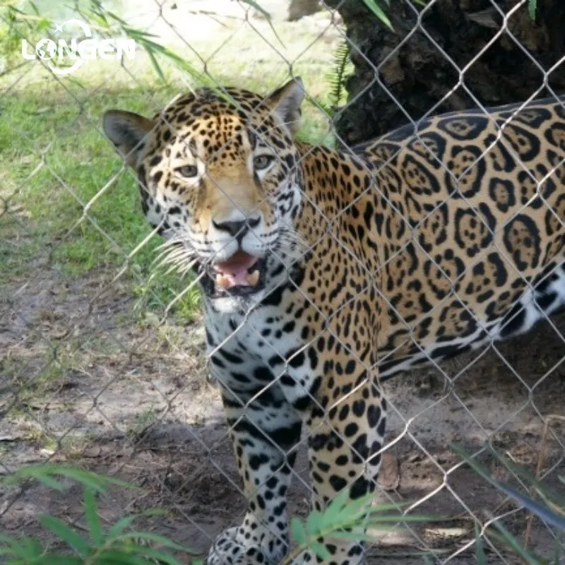 Leopard Fence
