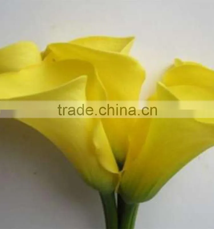 Cut Fresh manufacture bottom price calla lily pick