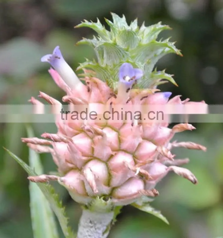 Top quality eucomis comosa fresh cut flowers for mother's day