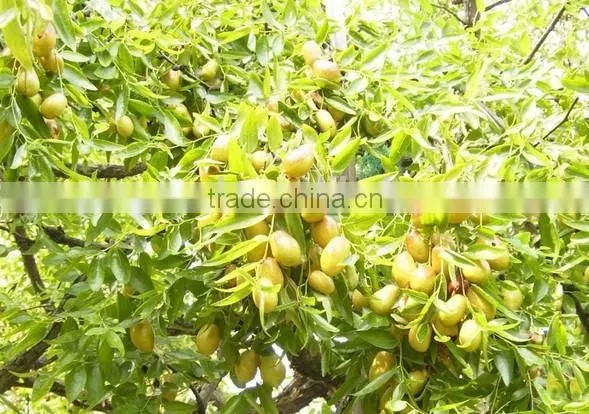 High efficiency Jujube machine