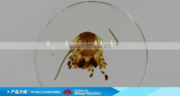 Antennae slides of butterfly w.m Individual microscope prepared slide