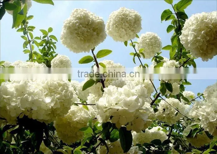 The shrub plant Hydrangea macrophylla seedling