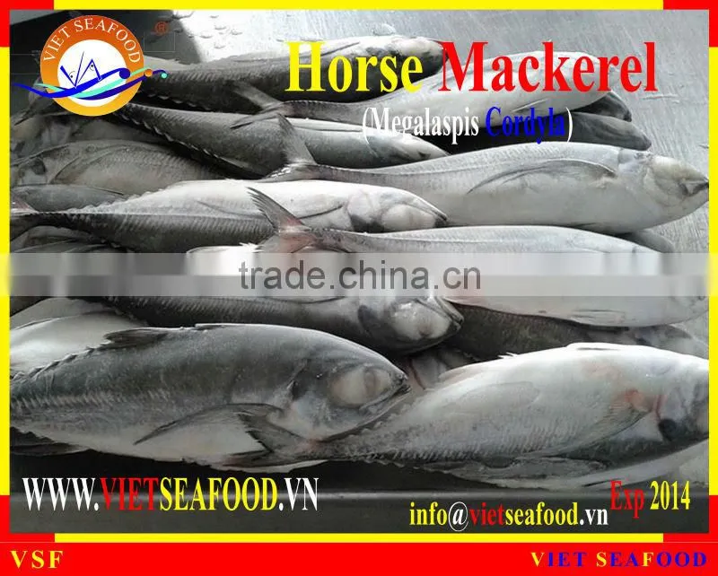 FROZEN W/R HORSE MACKEREL