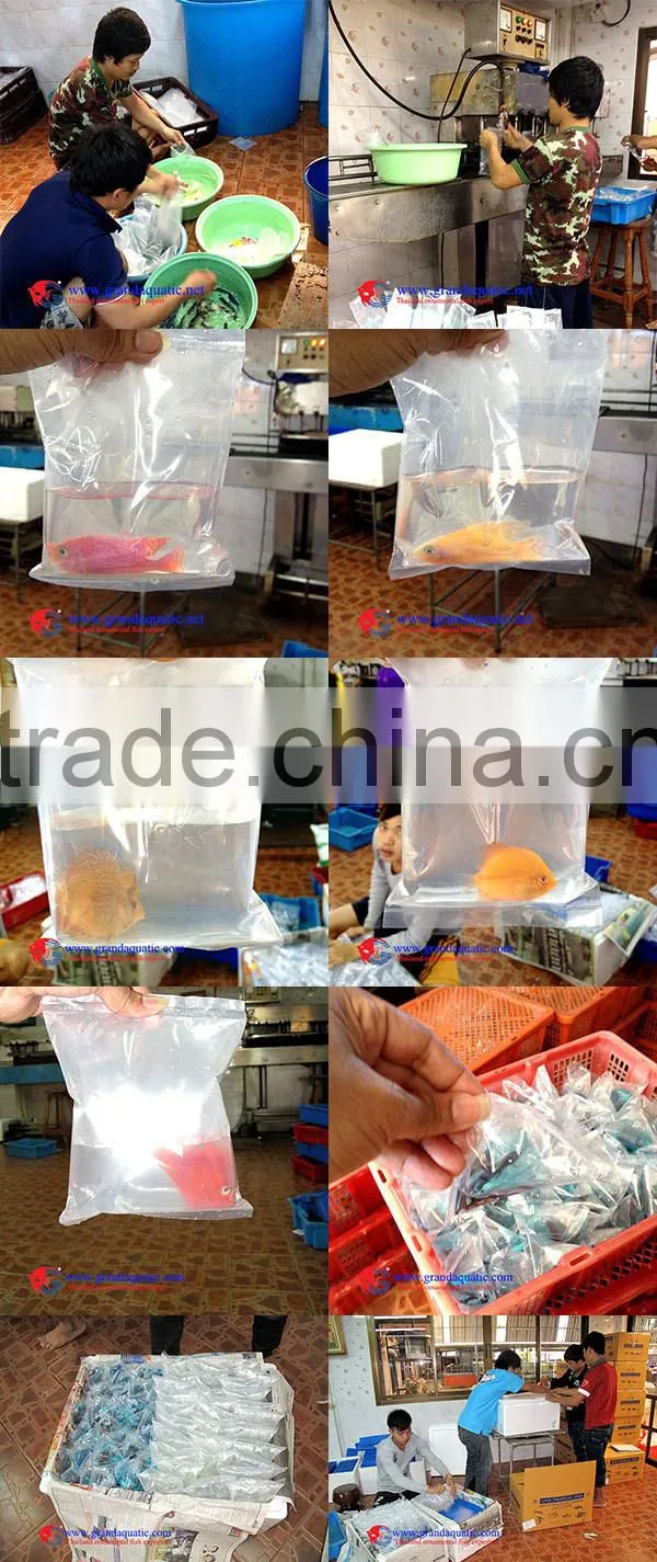 Aquarium Fish Tank Supply from Thailand