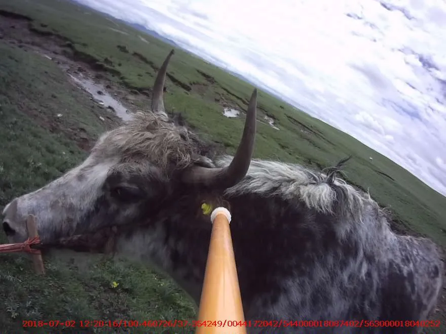 stick reader for cattle.jpg.webp
