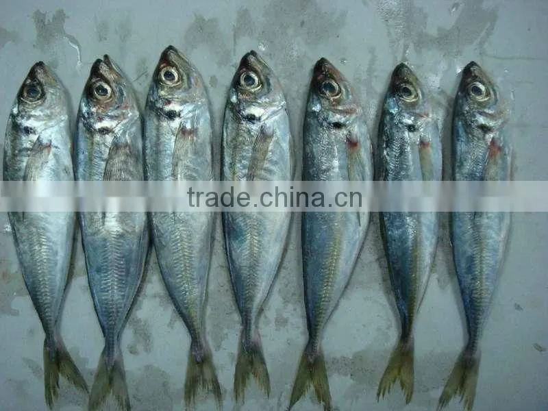 Whole Round Scad Fish