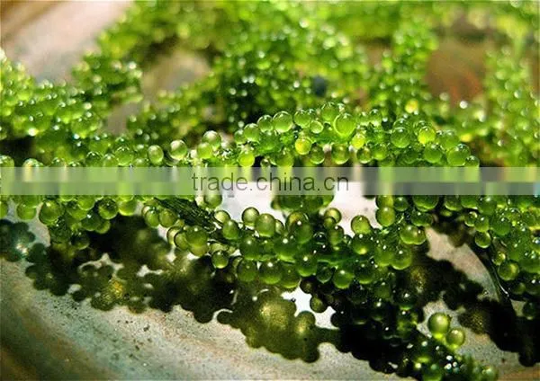 Sea grapes