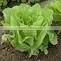 Organic COS lettuce