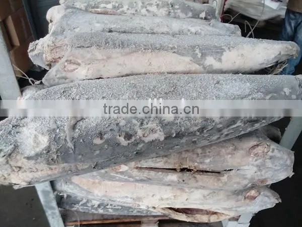 high quality seafrozen swordfish dwt for sale