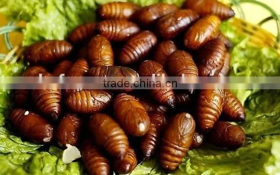 Frozen IQF silkworm