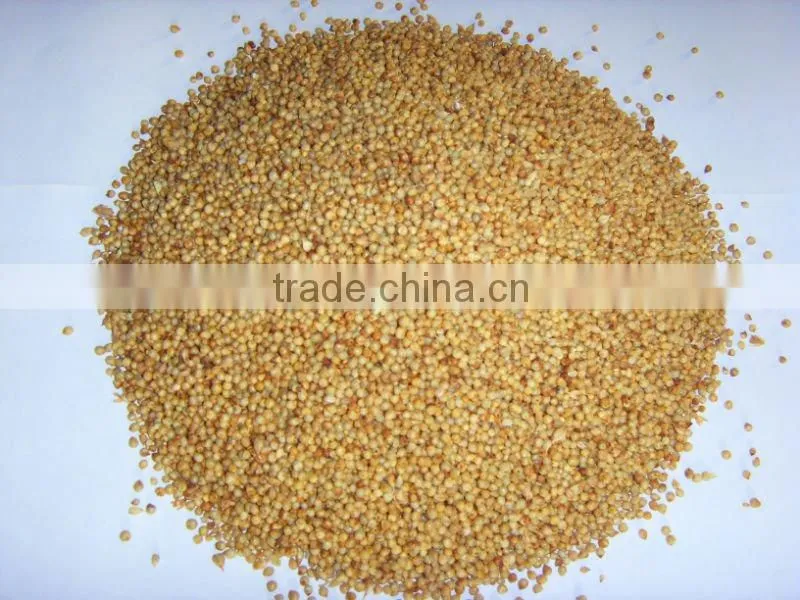 Warm season High yield Hybrid Pennisetum Forage seeds