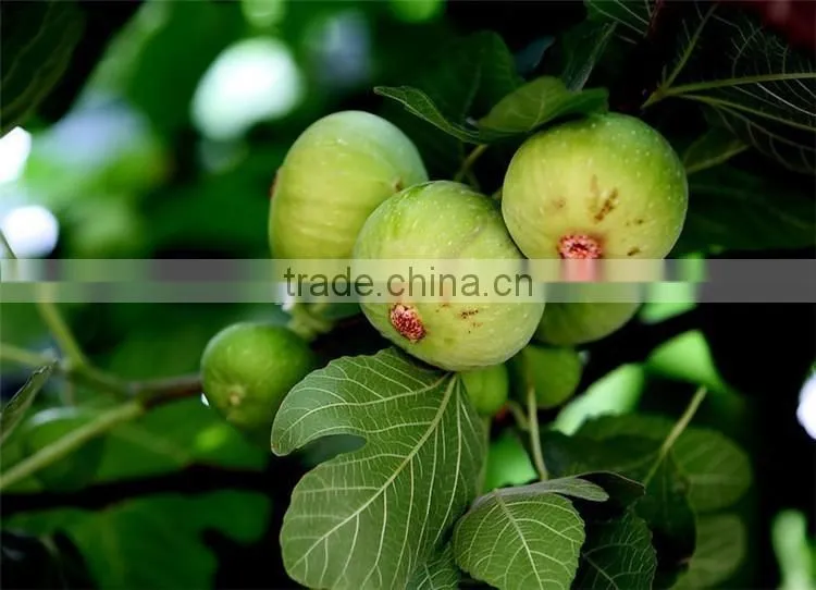 Fig & Ficus carica seedling