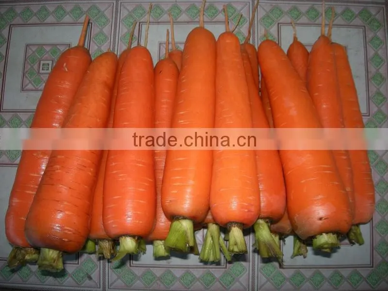 2014 New Red Carrot with 10kg/ctn