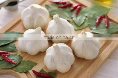 2016FRESH GARLIC