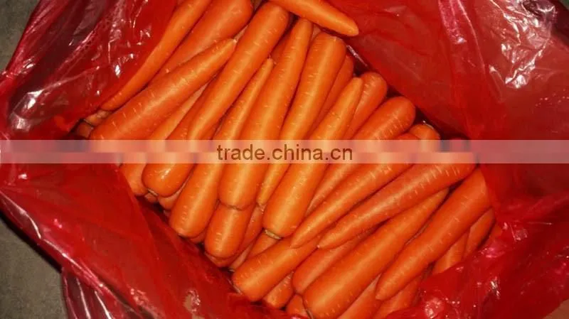 Carrot Price Carrot Farm Carrot Exporter 2016 best quality