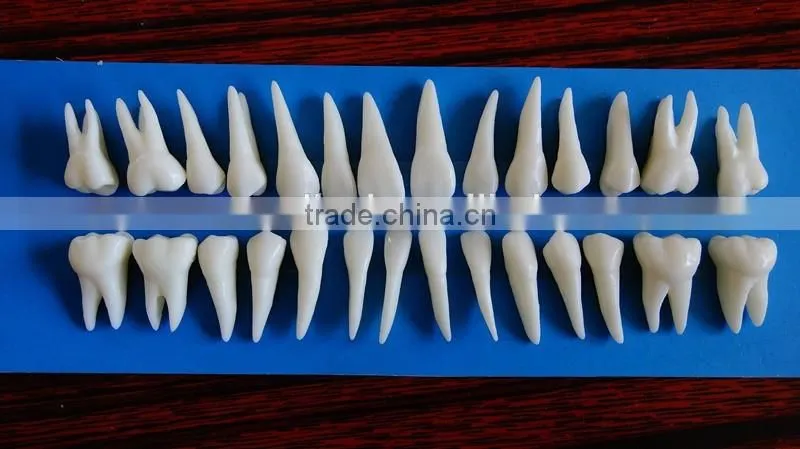 Dental same proportionally simulation model DEA-43