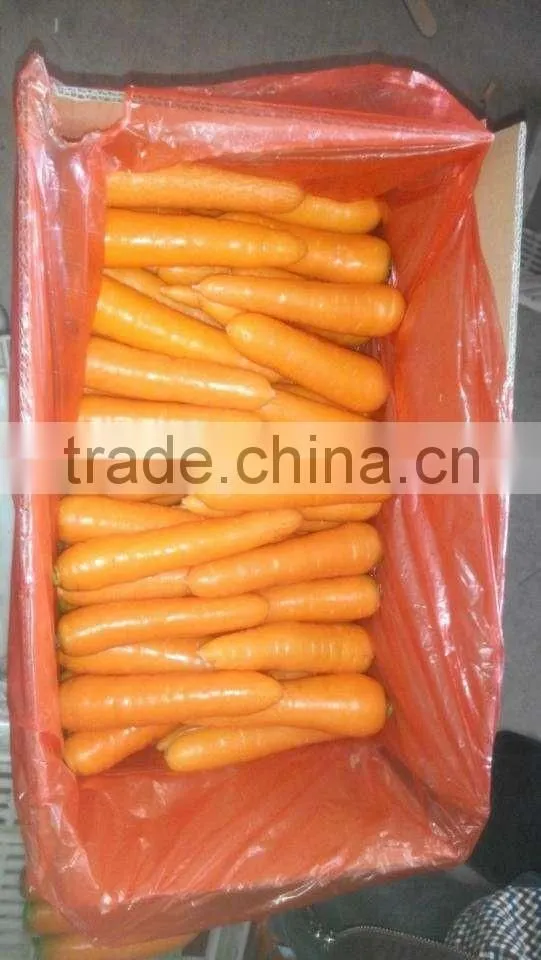 Fresh Carrot
