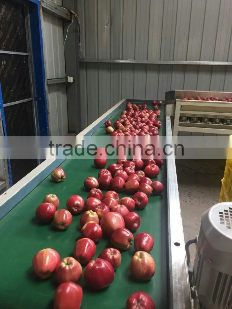 Fresh Huaniu apple from Gansu province fresh huaniu apple