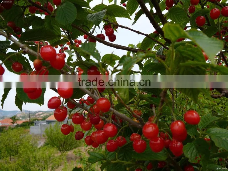 Red cherry fruit tree seeds for Growing