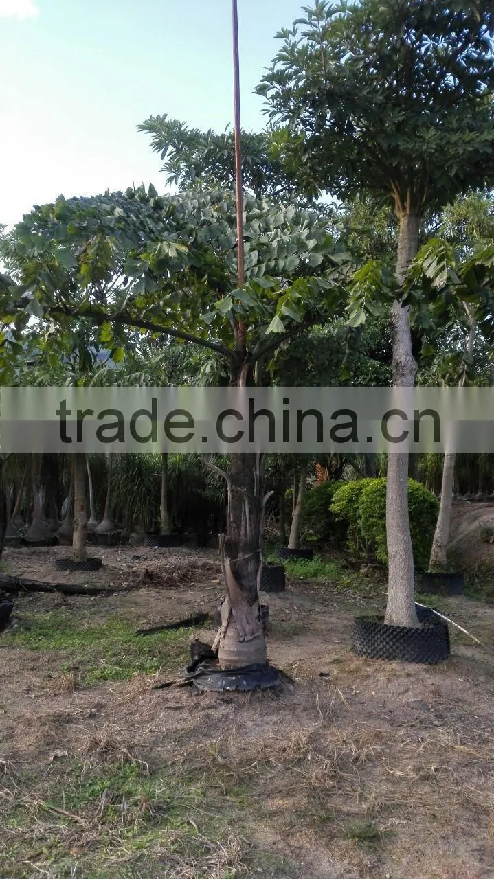 wholesale outdoor decrotive landscaping ornamental palm Caryota urens L