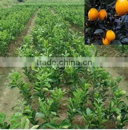 Pomelo, Shaddock tree seedlings